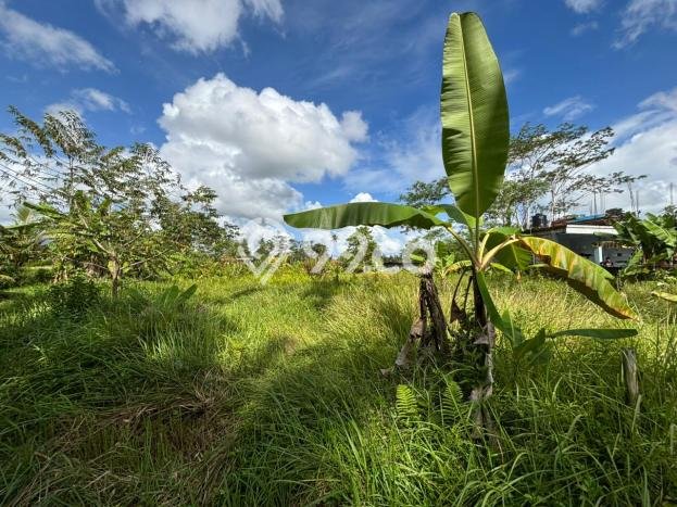 Lahan Dijual Lokasi Ubud, Gianyar dengan Luas Tanah 967m2 dan Status SHM Lahan Dijual Lokasi Ubud, Gianyar dengan Luas Tanah 967m2 dan Status SHM