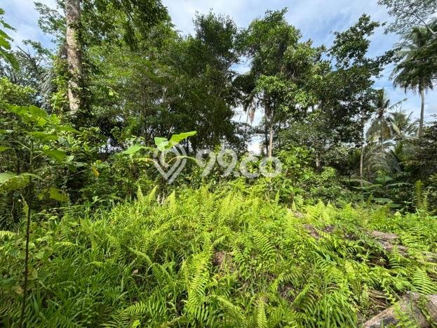 Dijual Tanah Kawasan Ubud, Luas 983m2m², Kawasan Asri, Kontur Datar Dijual Tanah Kawasan Ubud, Luas 983m2m², Kawasan Asri, Kontur Datar