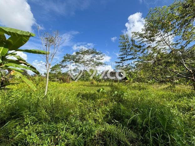 Lahan Dijual Lokasi Ubud, Gianyar dengan Luas Tanah 967m2 dan Status SHM Lahan Dijual Lokasi Ubud, Gianyar dengan Luas Tanah 967m2 dan Status SHM