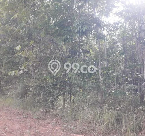 Tanah Dijual Lokasi Kalirejo, Lampung Tengah Luas 14833m2 Legalitas Aman Tanah Dijual Lokasi Kalirejo, Lampung Tengah Luas 14833m2 Legalitas Aman