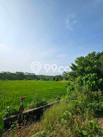 Tanah Investasi Dijual di Gianyar Punya Luas 500m2 Tanah Investasi Dijual di Gianyar Punya Luas 500m2