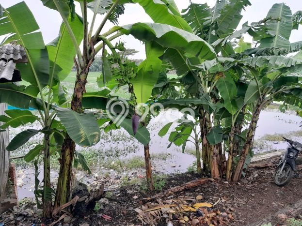 Kavling Tanah di Karawang Barat Dijual Luas 11040m2 Legalitas SHM Kavling Tanah di Karawang Barat Dijual Luas 11040m2 Legalitas SHM