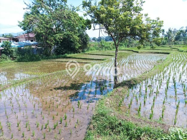Jarang Ada! Tanah di Cilaku Punya Luas 3300m2 SHM Jarang Ada! Tanah di Cilaku Punya Luas 3300m2 SHM