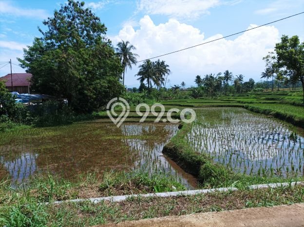 Jarang Ada! Tanah di Cilaku Punya Luas 3300m2 SHM Jarang Ada! Tanah di Cilaku Punya Luas 3300m2 SHM