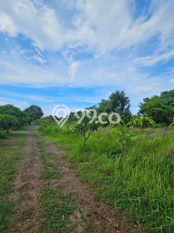 Tanah Kavling Dijual di Singaraja, Buleleng dengan Luas Tanah 9750m2 Tanah Kavling Dijual di Singaraja, Buleleng dengan Luas Tanah 9750m2