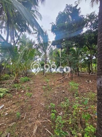 Siap Disewakan Tanah di Tejakula Luas 4000m2 Area Potensial Siap Disewakan Tanah di Tejakula Luas 4000m2 Area Potensial