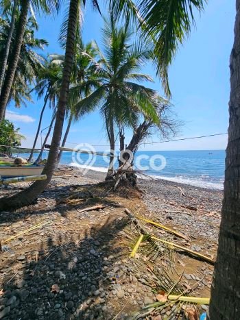 Tanah Dijual Lokasi Buleleng, Buleleng Luas 5000m2 Legalitas Aman Tanah Dijual Lokasi Buleleng, Buleleng Luas 5000m2 Legalitas Aman