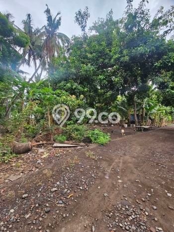 Siap Disewakan Tanah di Tejakula Luas 4000m2 Area Potensial Siap Disewakan Tanah di Tejakula Luas 4000m2 Area Potensial