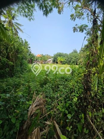 Tanah Dijual di Buleleng Seluas 400m2 Strategis Tanah Dijual di Buleleng Seluas 400m2 Strategis