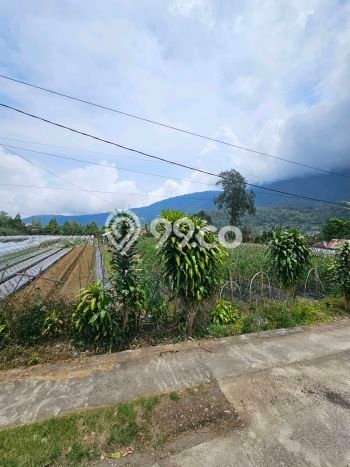 Tanah Kavling Dijual di Bedugul, Tabanan dengan Luas Tanah 2000m2 Tanah Kavling Dijual di Bedugul, Tabanan dengan Luas Tanah 2000m2