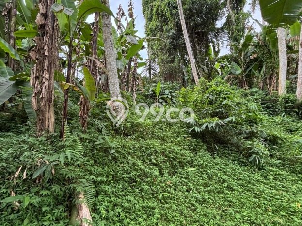 Tanah Kavling Dijual di Gianyar dengan Spesifikasi 1147m2 Tanah Kavling Dijual di Gianyar dengan Spesifikasi 1147m2