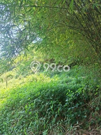 Kavling Tanah Dijual di Mijen, Semarang, Luas 10000m2 Area Strategis Kavling Tanah Dijual di Mijen, Semarang, Luas 10000m2 Area Strategis
