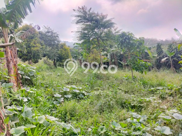 Lahan Strategis di Cijeruk Dijual dengan Luas 3000m2 Lahan Strategis di Cijeruk Dijual dengan Luas 3000m2