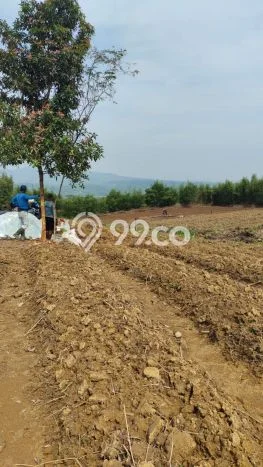Tanah Dijual Lokasi Sukamakmur, Bogor Luas 15000m2 Legalitas Aman Tanah Dijual Lokasi Sukamakmur, Bogor Luas 15000m2 Legalitas Aman
