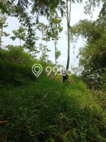 Kavling Tanah di Pamijahan Dijual Luas 7998m2 Legalitas SHM Kavling Tanah di Pamijahan Dijual Luas 7998m2 Legalitas SHM