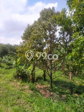 Tanah di Sukamakmur, Bogor Luas 100000m2 Dijual Segera Tanah di Sukamakmur, Bogor Luas 100000m2 Dijual Segera
