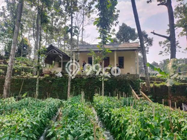 Tanah di Cigombong, Luas 3500m2m², Akses Mudah Tanah di Cigombong, Luas 3500m2m², Akses Mudah