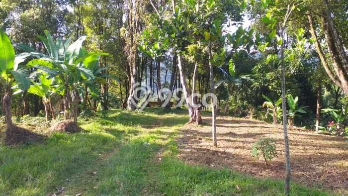 Lahan Investasi Lokasi Pamijahan Bogor - Lahan Investasi Lokasi Pamijahan Bogor -