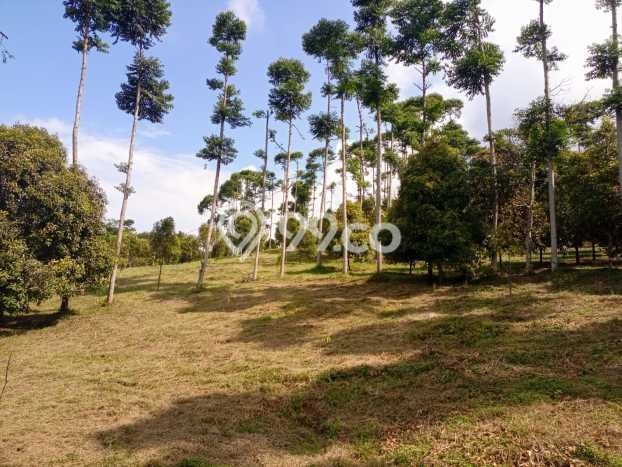 Tanah Dijual Lokasi Cijeruk Bogor - Tanah Dijual Lokasi Cijeruk Bogor -