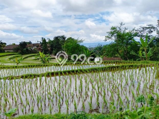 Tanah Dijual Lokasi Cidahu Sukabumi - Tanah Dijual Lokasi Cidahu Sukabumi -