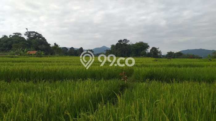 Kavling Tanah di Pamijahan Dijual Luas 7668m2 Legalitas SHM Kavling Tanah di Pamijahan Dijual Luas 7668m2 Legalitas SHM