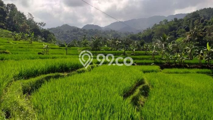 Dijual Tanah di Pamijahan Bogor Luas 1500m2 - Dijual Tanah di Pamijahan Bogor Luas 1500m2 -