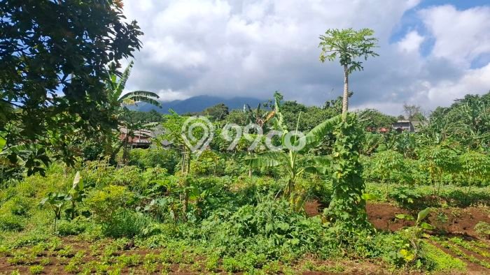 Lahan Strategis di Cijeruk Dijual dengan Luas 10200m2 Lahan Strategis di Cijeruk Dijual dengan Luas 10200m2