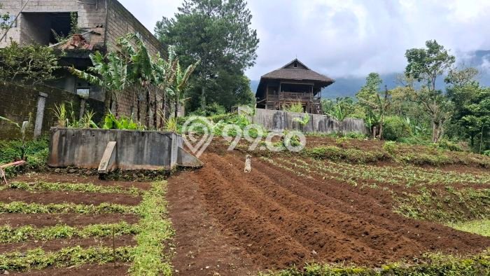 Jarang Ada! Tanah di Cigombong Punya Luas 1000m2 SHM Jarang Ada! Tanah di Cigombong Punya Luas 1000m2 SHM