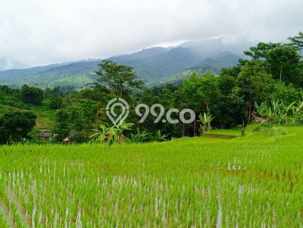 Tanah Dijual Lokasi Cidahu Sukabumi - Tanah Dijual Lokasi Cidahu Sukabumi -