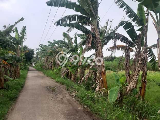 Tanah Dijual Lokasi Muara Gembong, Bekasi Luas 4260m2 Legalitas Aman Tanah Dijual Lokasi Muara Gembong, Bekasi Luas 4260m2 Legalitas Aman