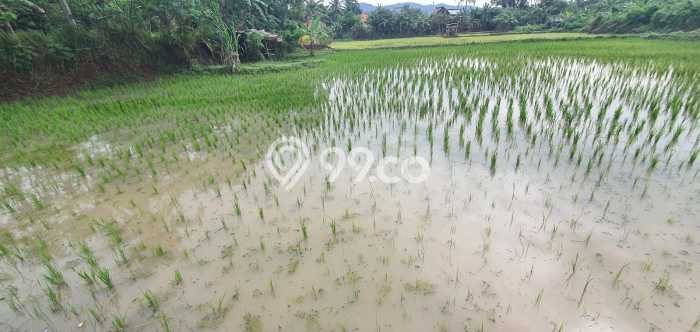 Tanah Kavling di Kramatwatu Dijual dengan Luas 985m2 Tanah Kavling di Kramatwatu Dijual dengan Luas 985m2