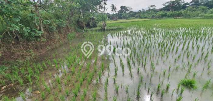 Tanah Kavling di Kramatwatu Dijual dengan Luas 985m2 Tanah Kavling di Kramatwatu Dijual dengan Luas 985m2