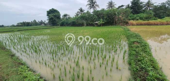 Tanah Kavling di Kramatwatu Dijual dengan Luas 985m2 Tanah Kavling di Kramatwatu Dijual dengan Luas 985m2