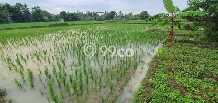 Tanah Kavling di Kramatwatu Dijual dengan Luas 985m2 Tanah Kavling di Kramatwatu Dijual dengan Luas 985m2