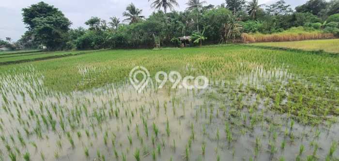 Tanah Kavling di Kramatwatu Dijual dengan Luas 985m2 Tanah Kavling di Kramatwatu Dijual dengan Luas 985m2