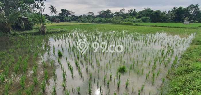 Tanah Kavling di Kramatwatu Dijual dengan Luas 985m2 Tanah Kavling di Kramatwatu Dijual dengan Luas 985m2