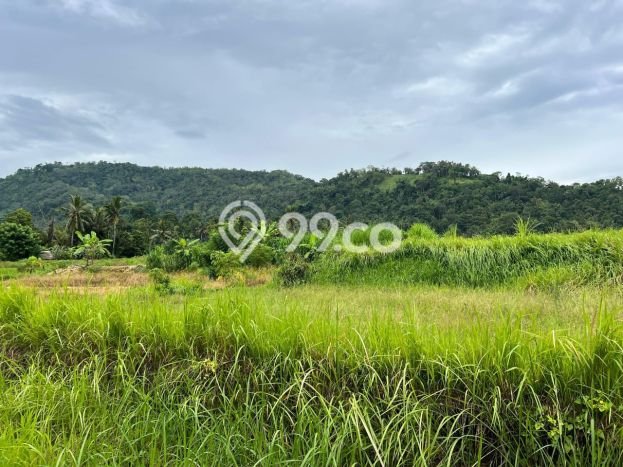 Kavling Tanah di Karangasem Dijual Luas 2100m2 Legalitas SHM Kavling Tanah di Karangasem Dijual Luas 2100m2 Legalitas SHM