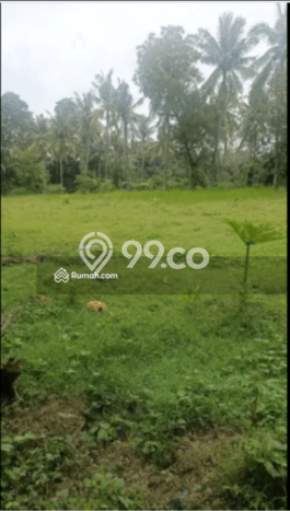 Untuk Dijual Tanah 5000m2 di Singaraja, Buleleng Untuk Dijual Tanah 5000m2 di Singaraja, Buleleng
