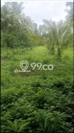 Untuk Dijual Tanah 5000m2 di Singaraja, Buleleng Untuk Dijual Tanah 5000m2 di Singaraja, Buleleng