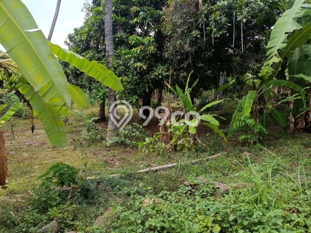 Dijual Tanah di Buleleng, Luas 1000m2 SHM Dijual Tanah di Buleleng, Luas 1000m2 SHM
