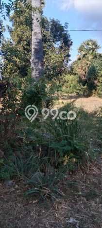 Kavling Tanah di Gerokgak Dijual Luas 1000m2 Legalitas SHM Kavling Tanah di Gerokgak Dijual Luas 1000m2 Legalitas SHM