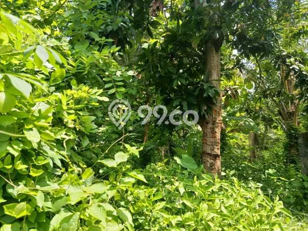 Lahan untuk Dijual di Gerokgak Buleleng Luas 5000m2 Lahan untuk Dijual di Gerokgak Buleleng Luas 5000m2