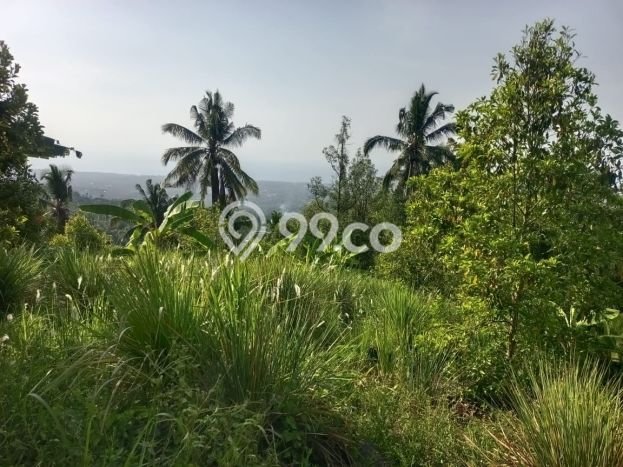 Dijual Tanah 4300m2 di Panji, Buleleng Dijual Tanah 4300m2 di Panji, Buleleng