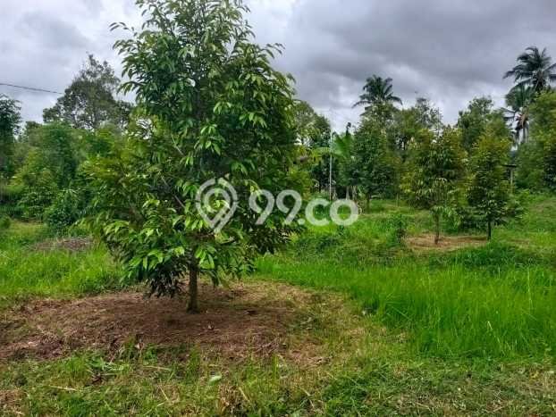 Tanah Kavling Dijual di Panji, Buleleng dengan Luas Tanah 2000m2 Tanah Kavling Dijual di Panji, Buleleng dengan Luas Tanah 2000m2