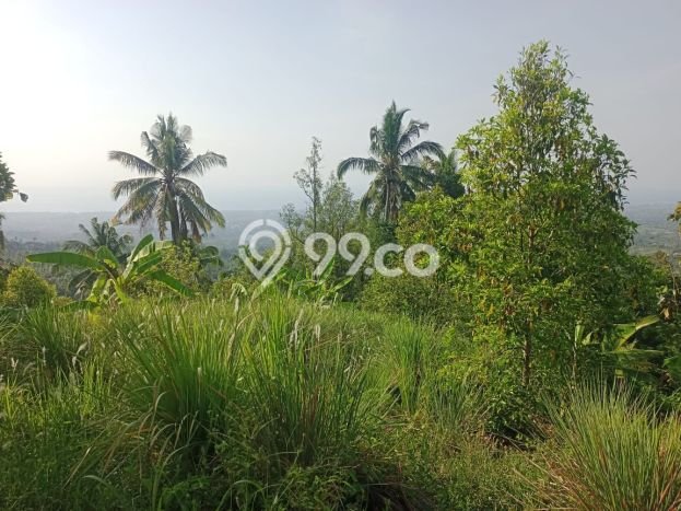 Dijual Tanah 4300m2 di Panji, Buleleng Dijual Tanah 4300m2 di Panji, Buleleng