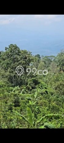 Dijual Tanah Lokasi Wanagiri, Buleleng Seluas 7000m2 Dijual Tanah Lokasi Wanagiri, Buleleng Seluas 7000m2