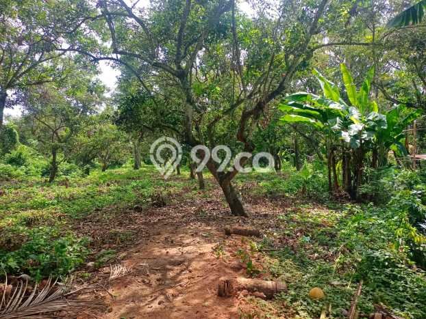 Untuk Dijual Tanah 4000m2 di Lovina, Buleleng Untuk Dijual Tanah 4000m2 di Lovina, Buleleng