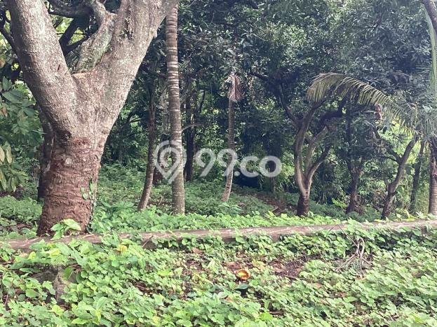 Untuk Dijual Tanah di Buleleng, Luas 1900m2 SHM Untuk Dijual Tanah di Buleleng, Luas 1900m2 SHM