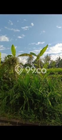 Tanah Dijual di Buleleng Seluas 2000m2 Strategis Tanah Dijual di Buleleng Seluas 2000m2 Strategis