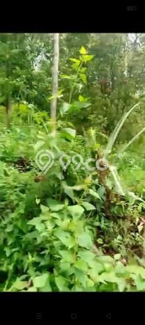 Dijual Tanah Lokasi Lovina, Buleleng Seluas 1000m2 Dijual Tanah Lokasi Lovina, Buleleng Seluas 1000m2